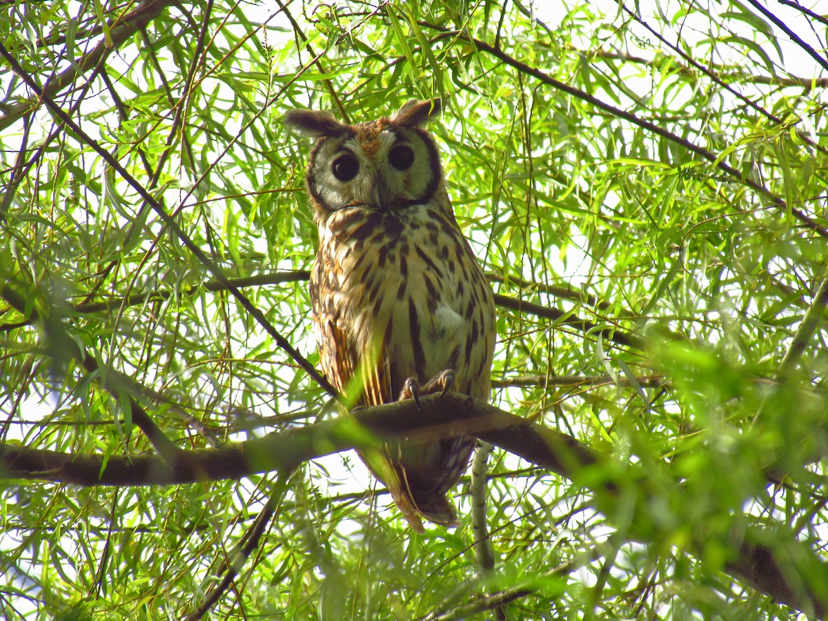 Striped Owl - ML643876582