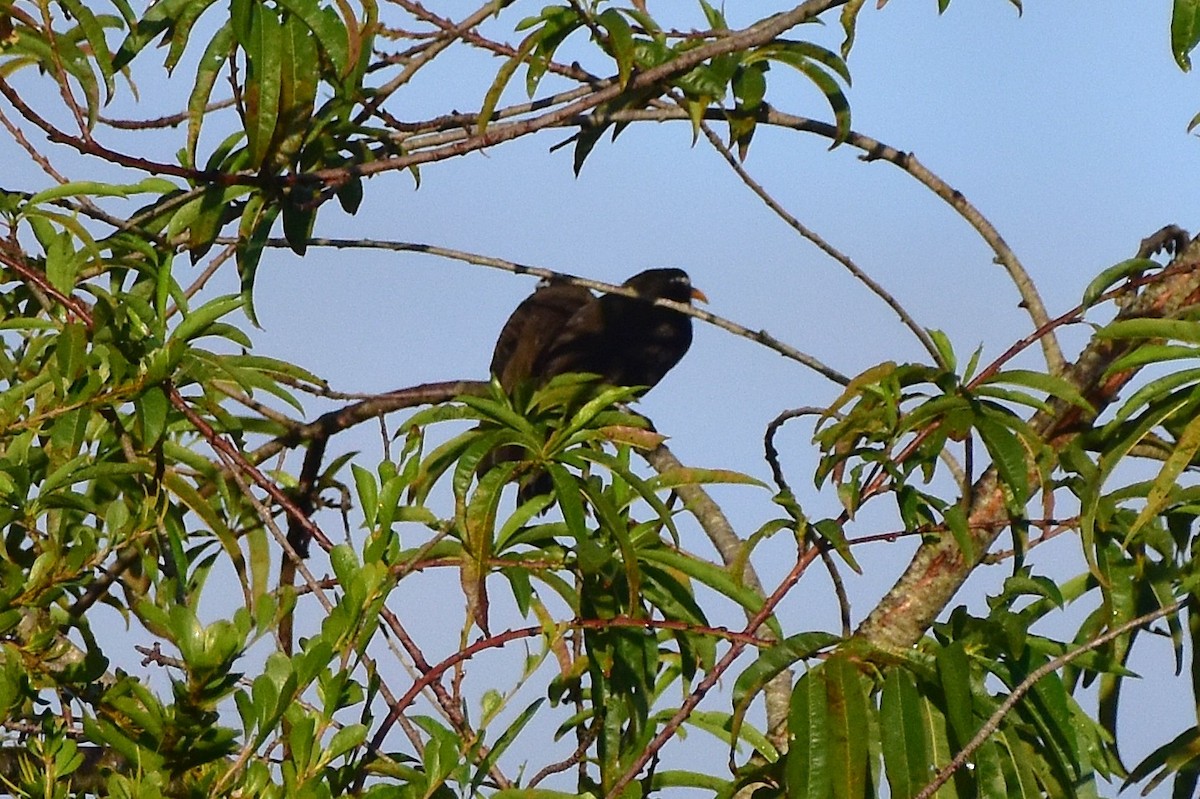 Indian Scimitar-Babbler - ML643876594