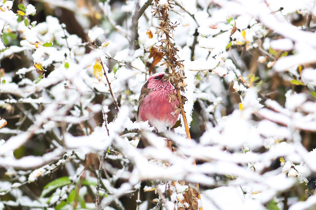 Chinese White-browed Rosefinch - ML643876595