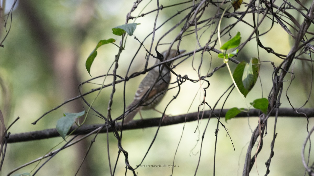 Ak Boğazlı Taşkızılı - ML643876612