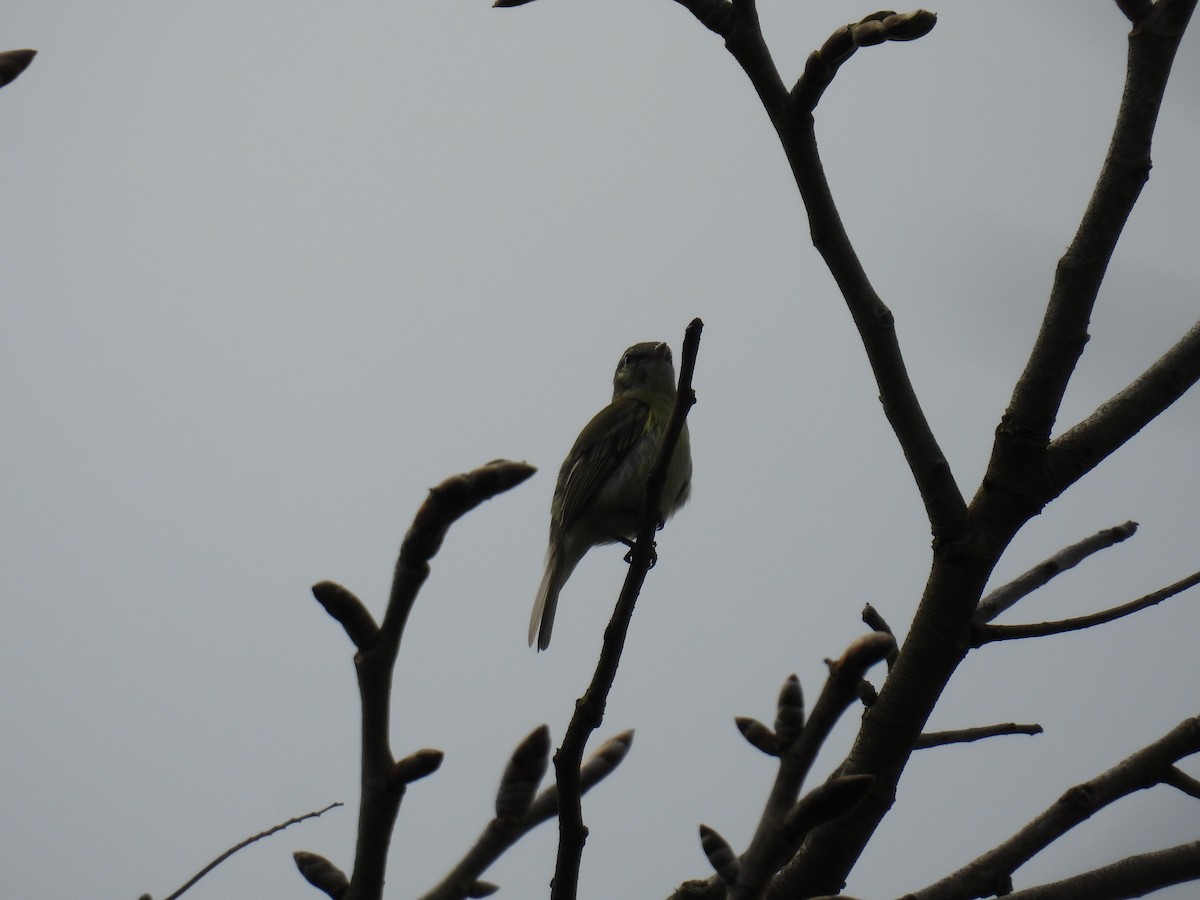Rough-legged Tyrannulet - ML643876616