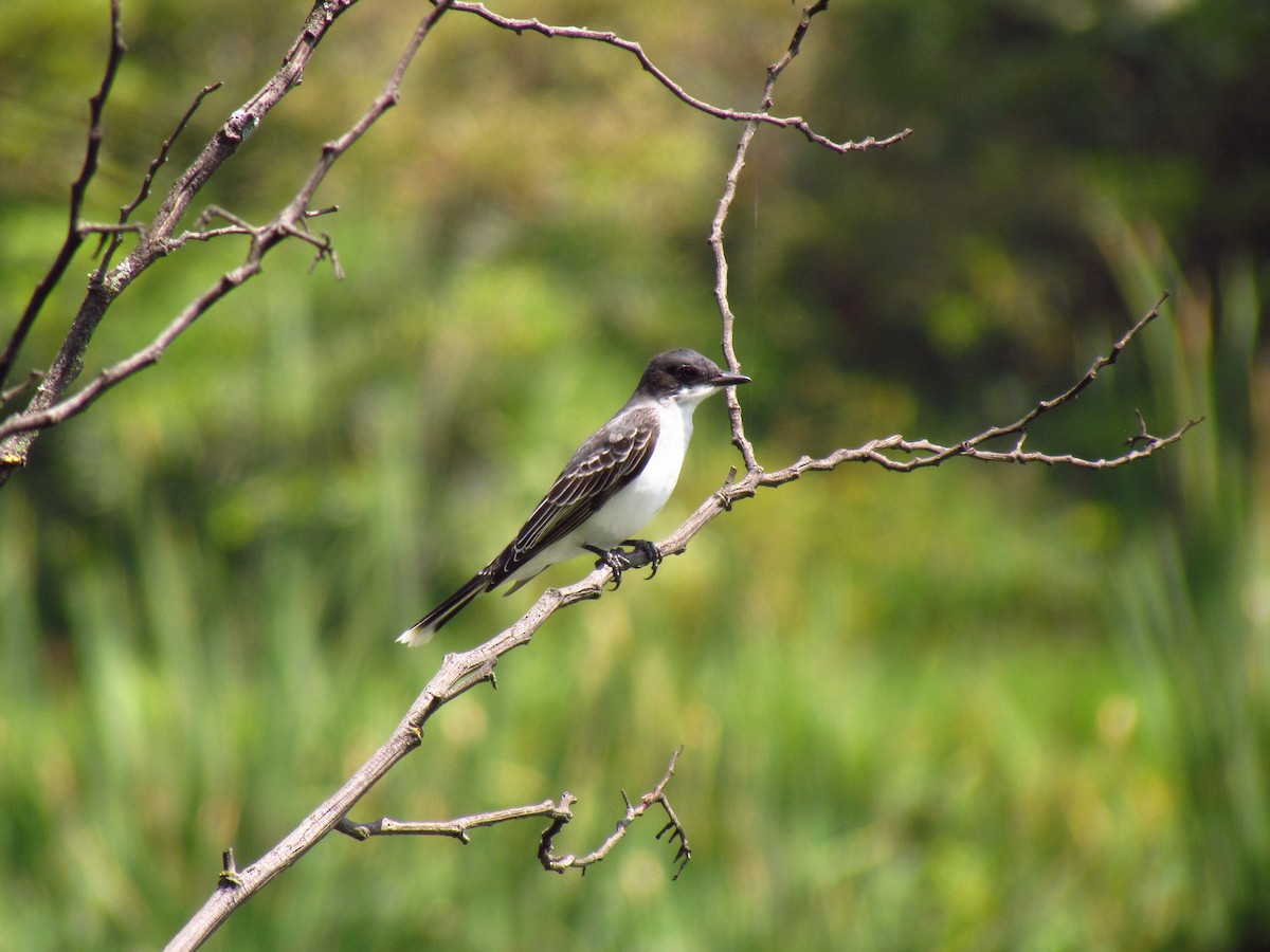 Eastern Kingbird - ML643876617