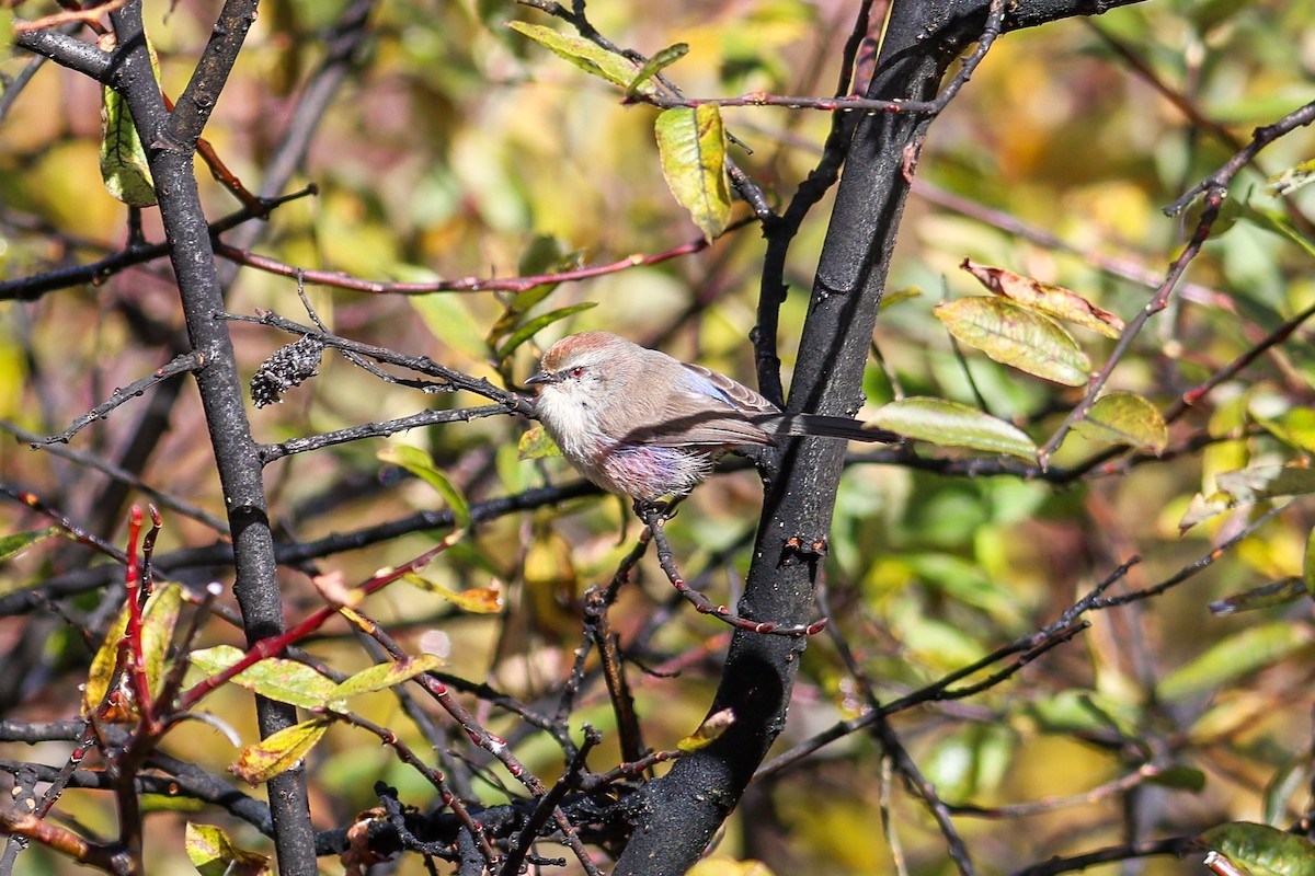 Сікорчик тибетський - ML643876618