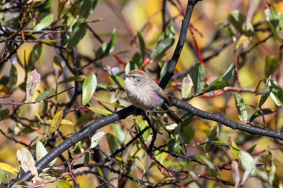 Сікорчик тибетський - ML643876619