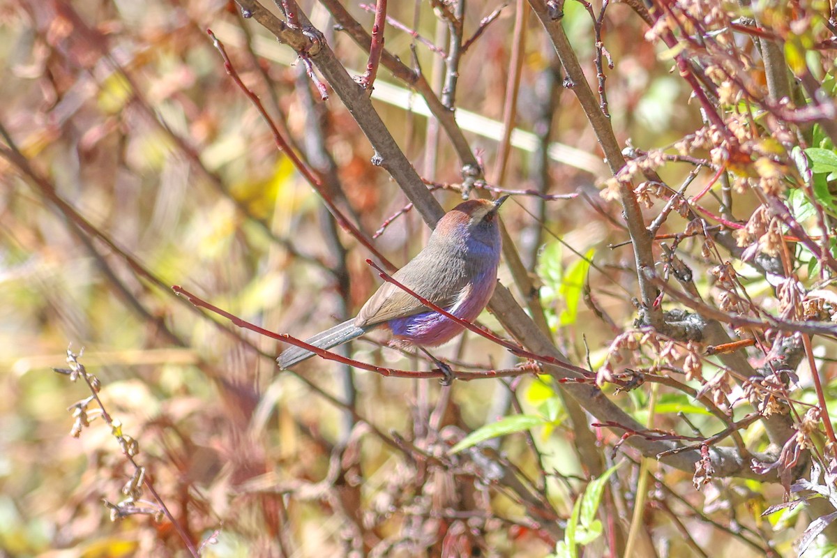Сікорчик тибетський - ML643876620