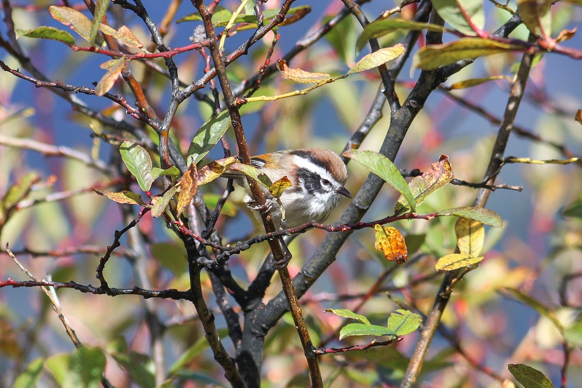 White-browed Fulvetta - ML643876624