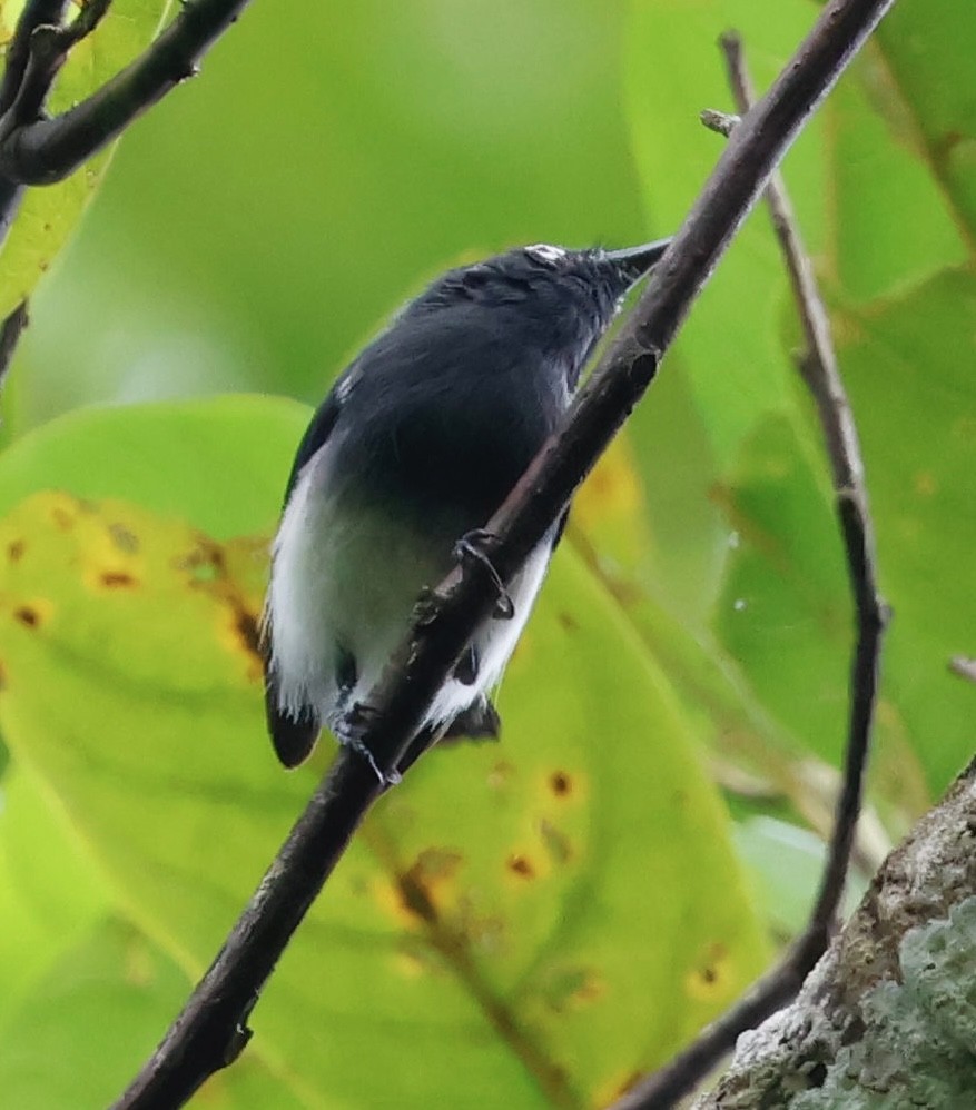 Slate-throated Gnatcatcher - ML643876650