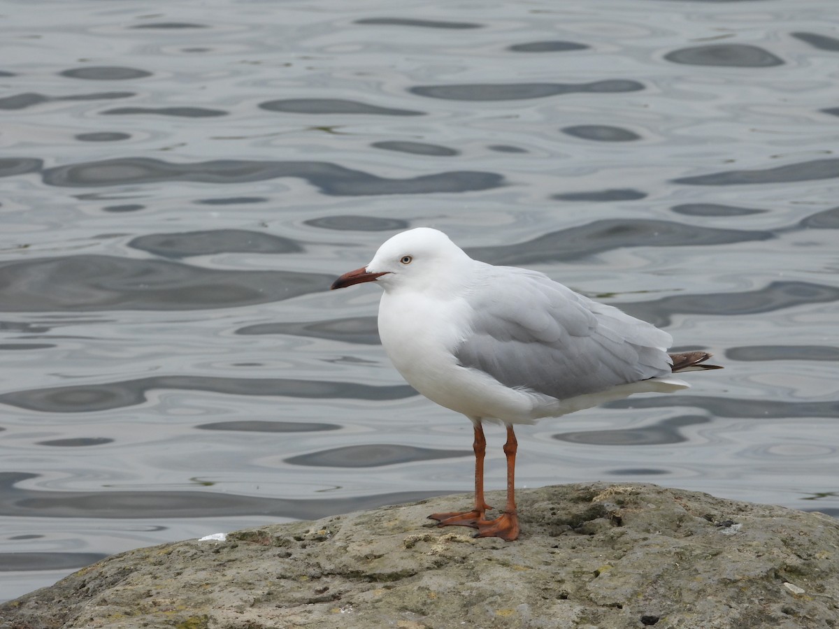 australmåke (novaehollandiae/forsteri) - ML643876655