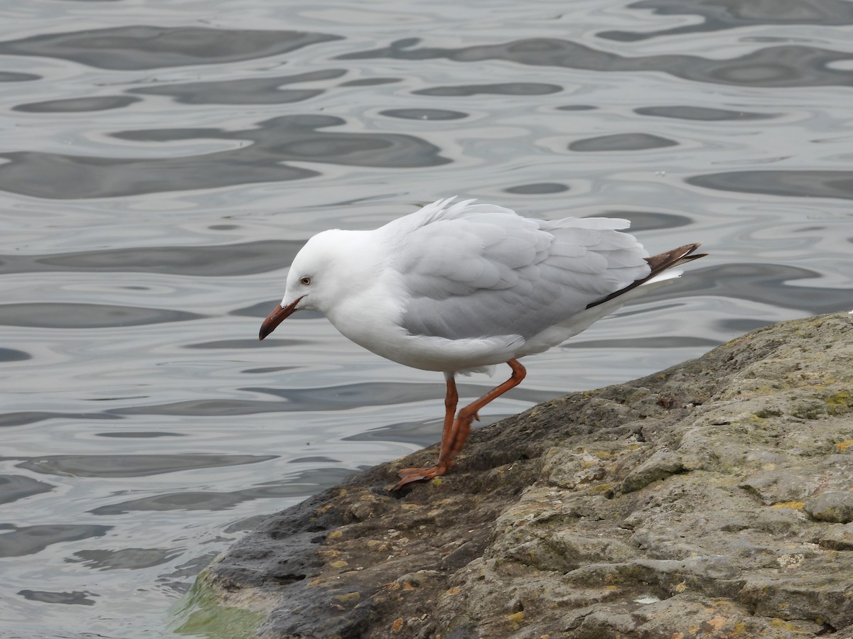 australmåke (novaehollandiae/forsteri) - ML643876669