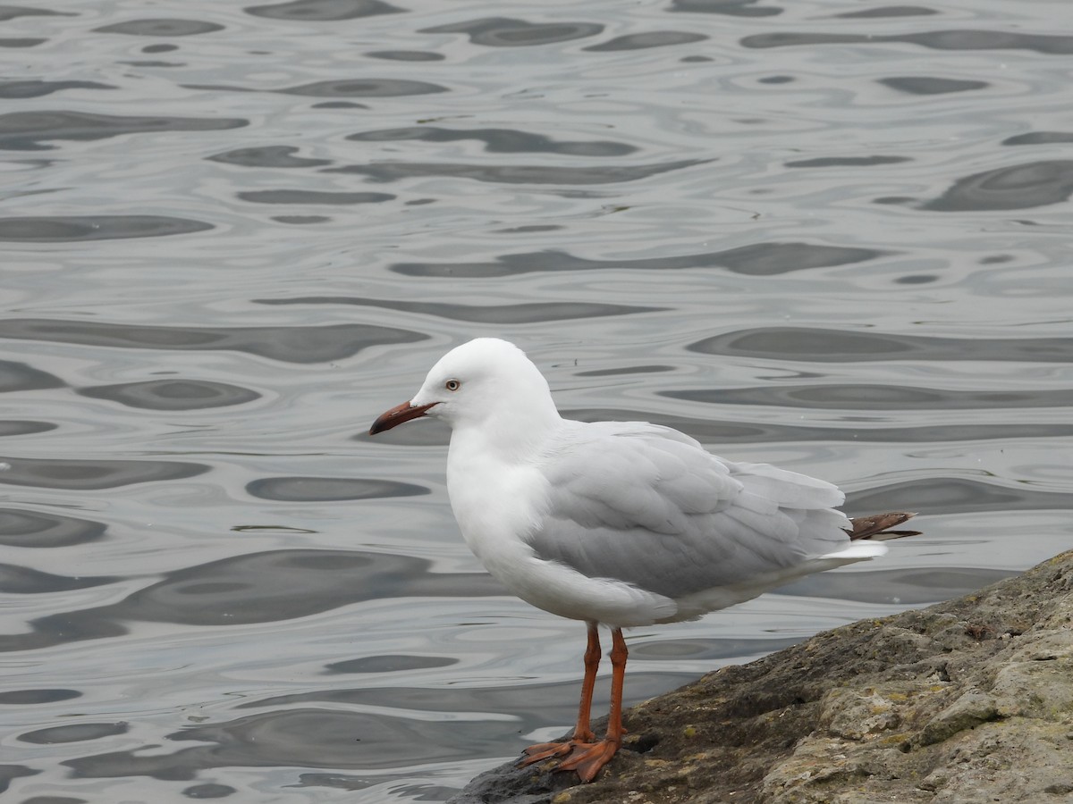 australmåke (novaehollandiae/forsteri) - ML643876679
