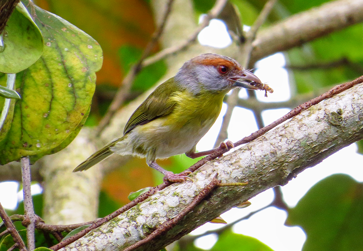 Rufous-browed Peppershrike - ML643876698