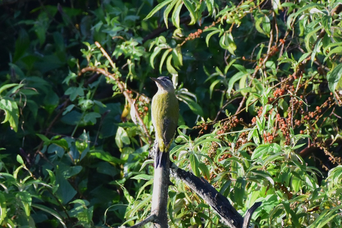 Streak-throated Woodpecker - ML643876701