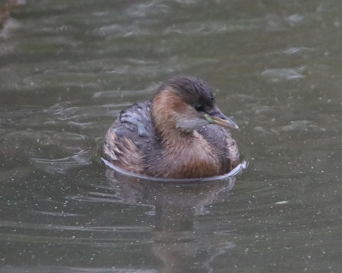 Little Grebe - ML643876721