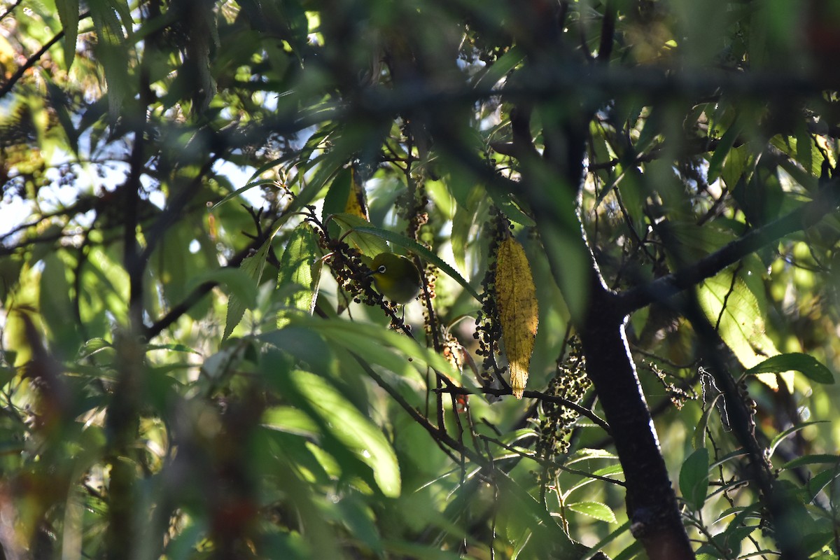 Indian White-eye - ML643876724