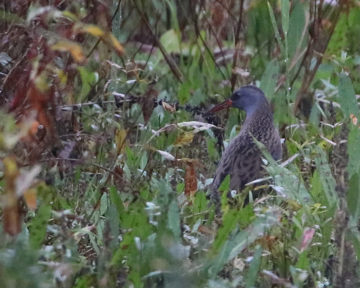 Water Rail - ML643876725