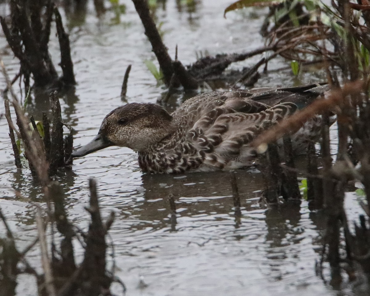 Green-winged Teal - ML643876727