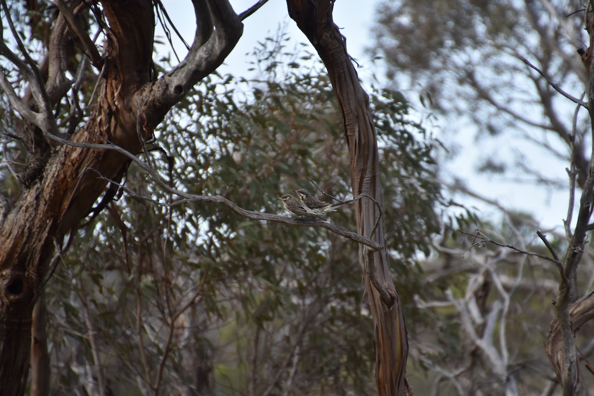 Spiny-cheeked Honeyeater - ML643876747