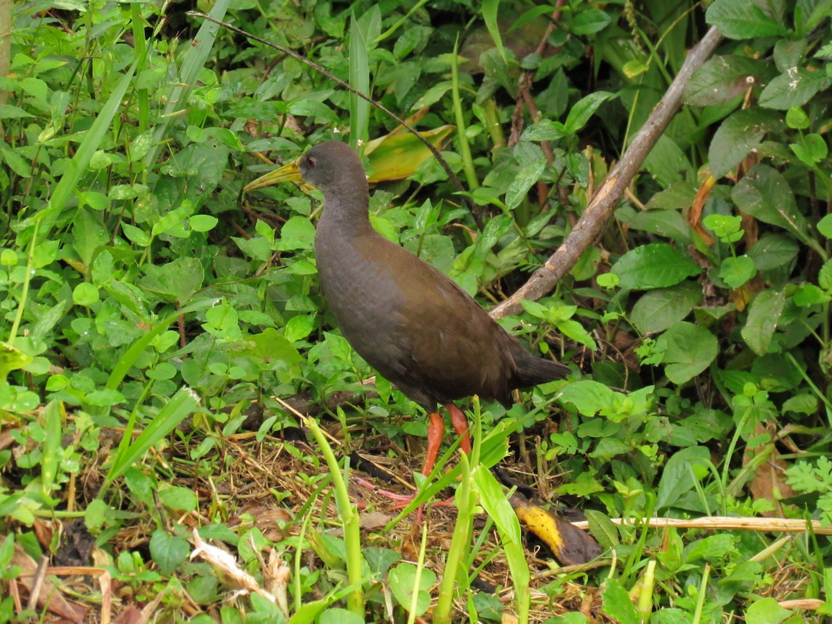 キタハイイロクイナ - ML643876748