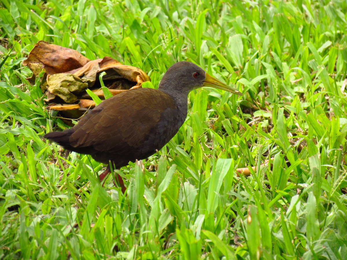 キタハイイロクイナ - ML643876749