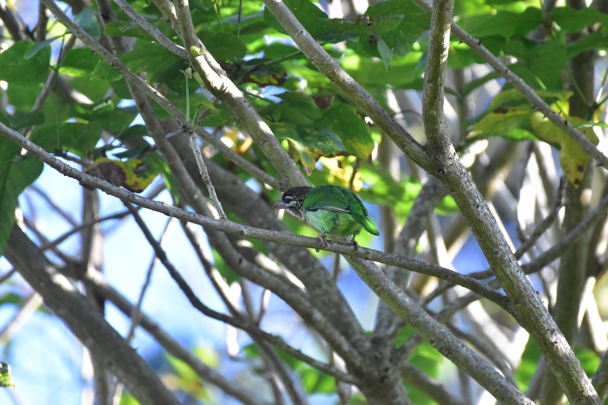 White-cheeked Barbet - ML643876752