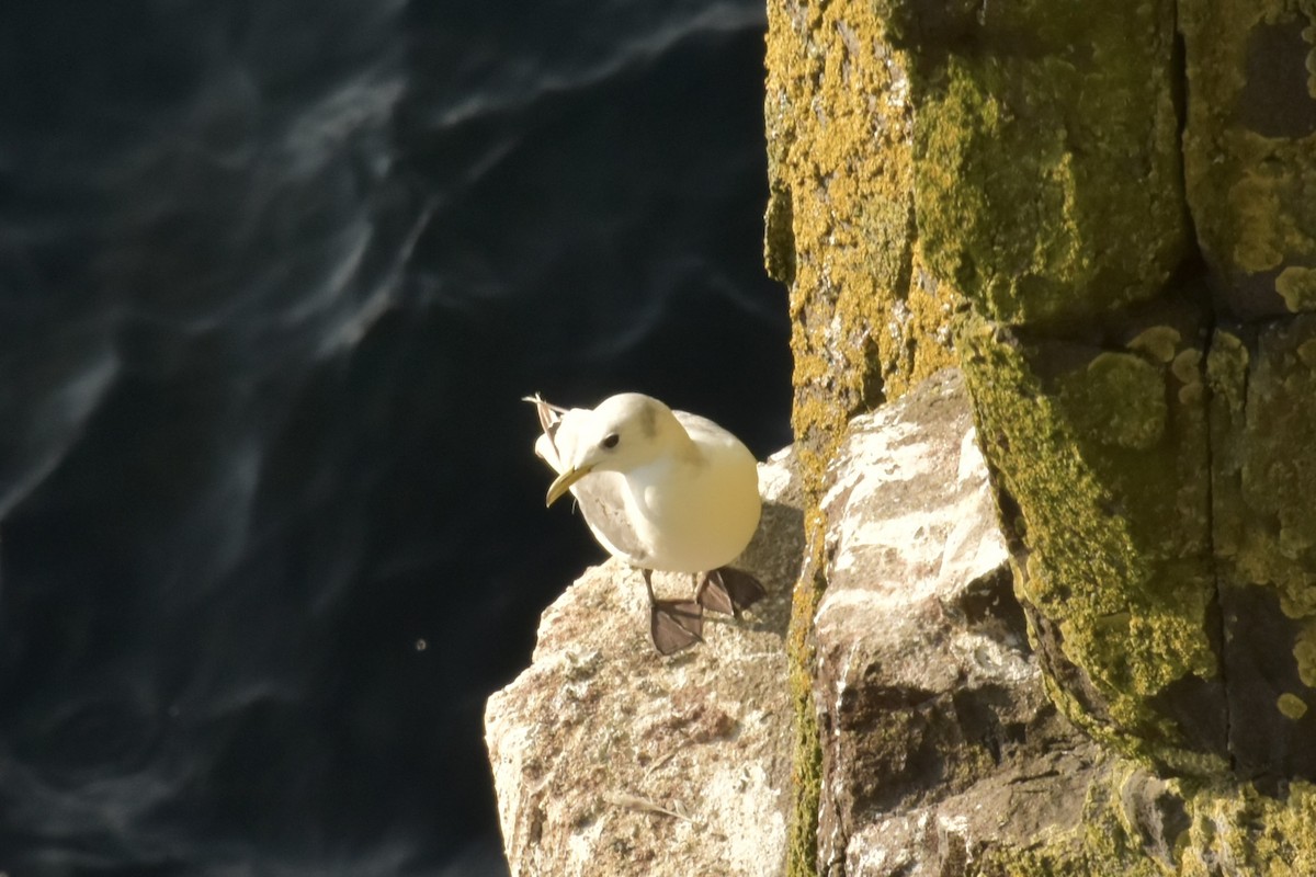 Black-legged Kittiwake - ML643876755