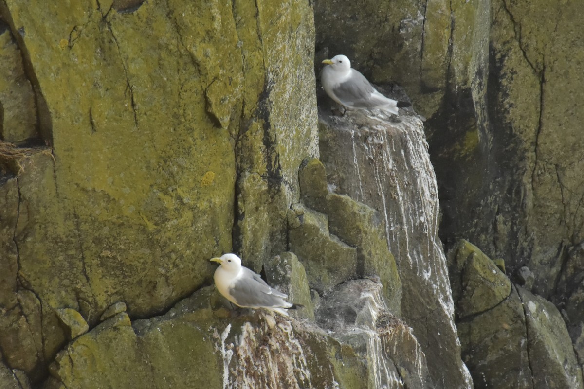 Black-legged Kittiwake - ML643876756