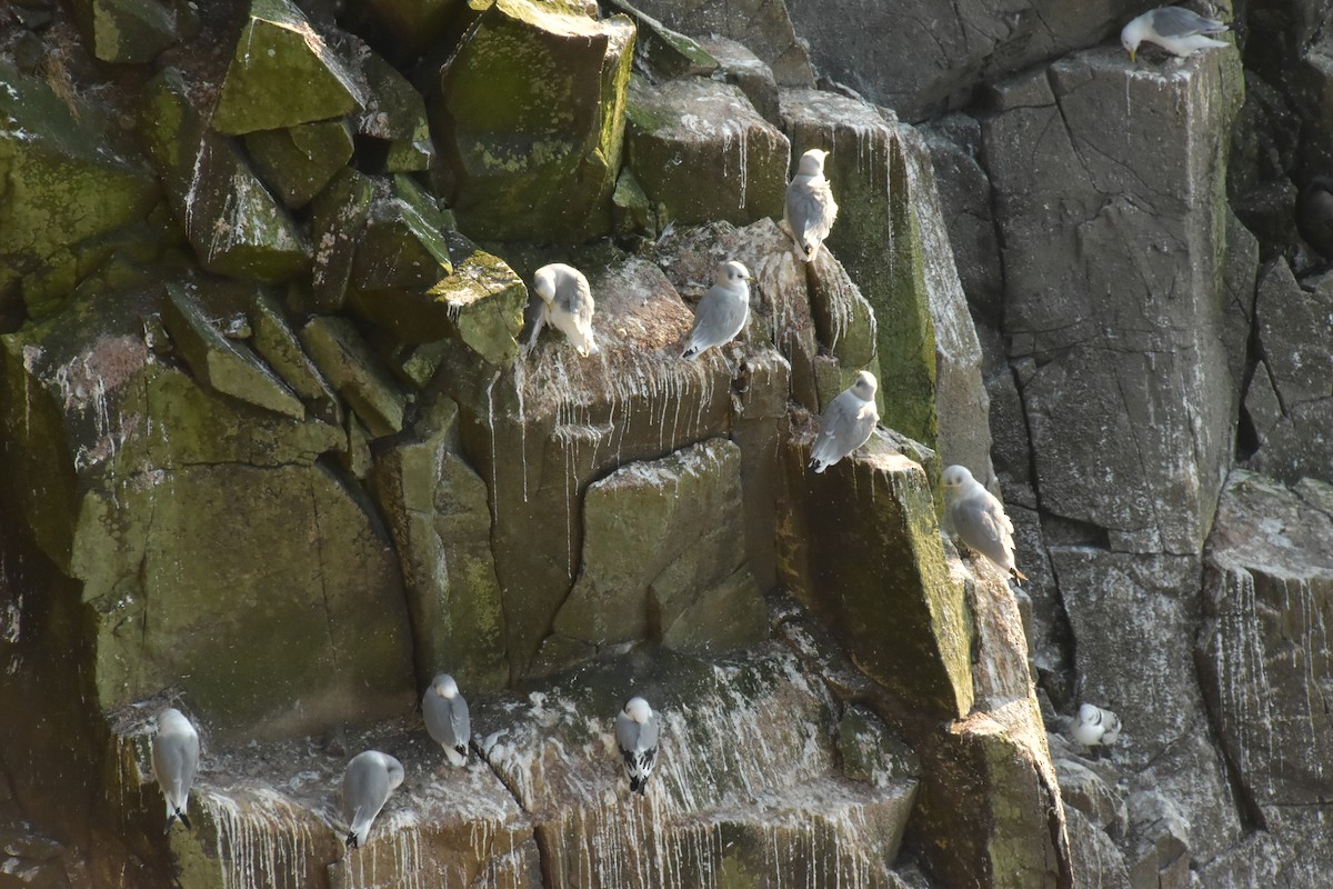 Black-legged Kittiwake - ML643876757