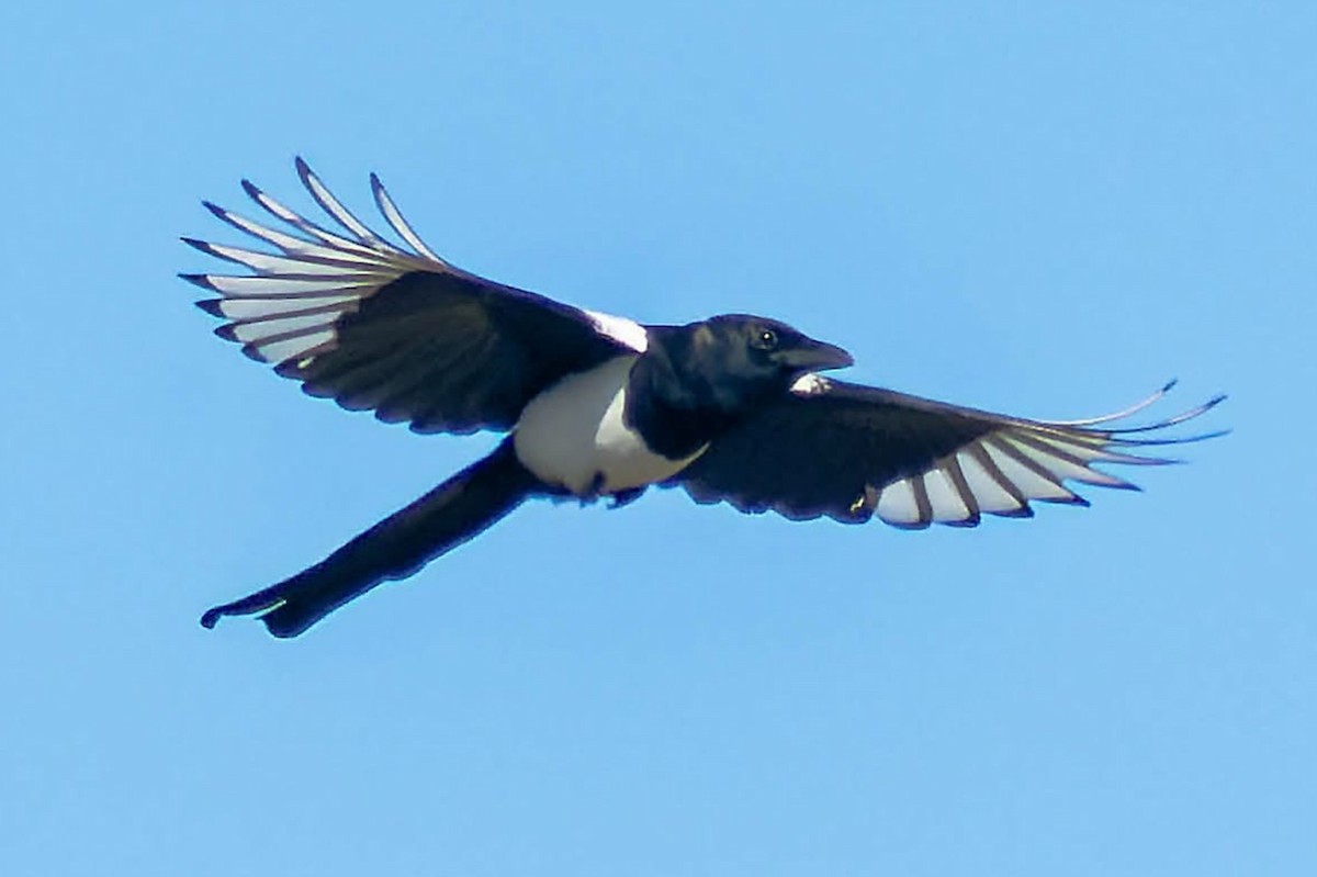 skjære - ML643876776