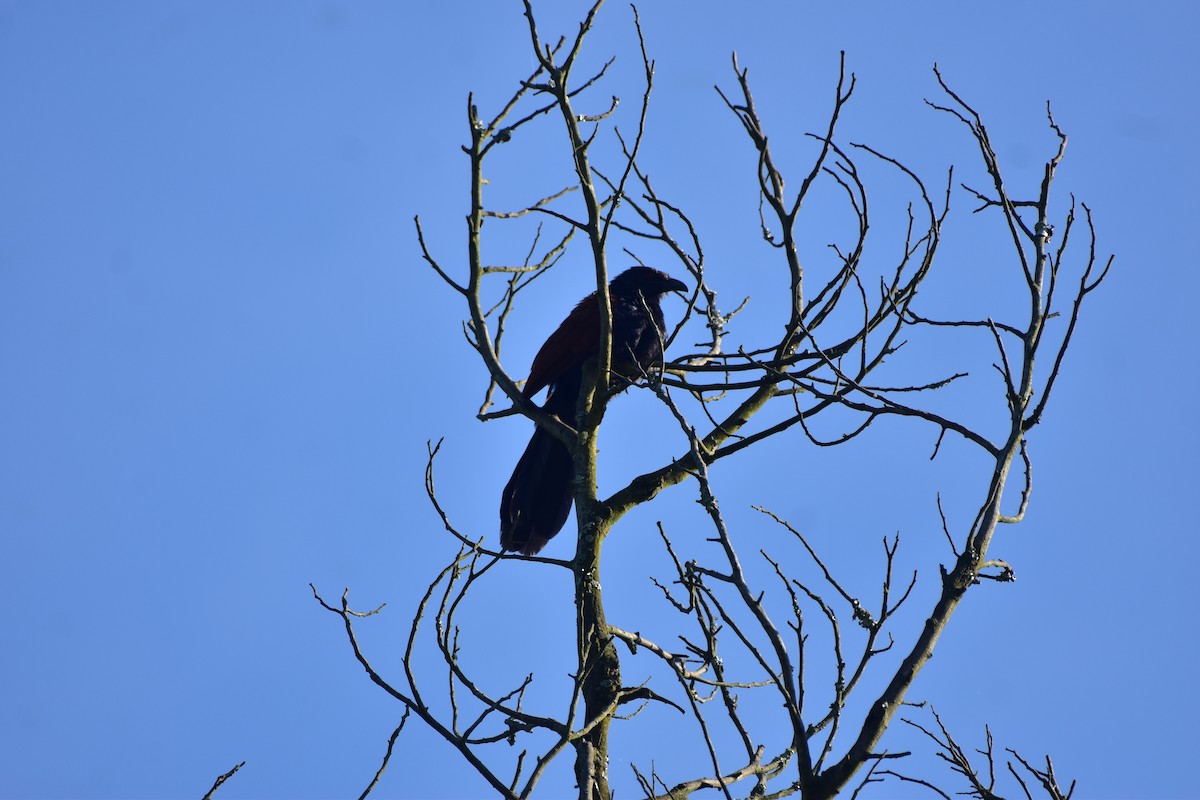 Greater Coucal (Southern) - ML643876782