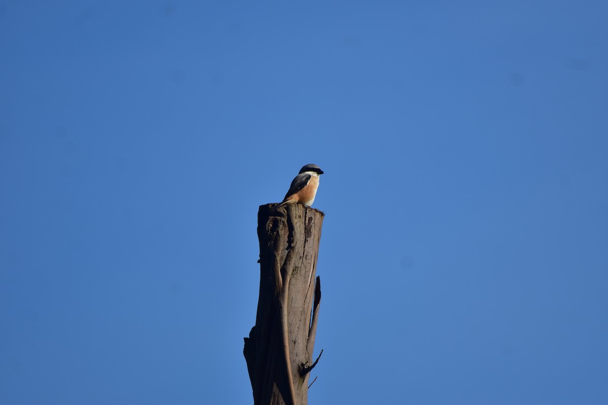 Long-tailed Shrike - ML643876783