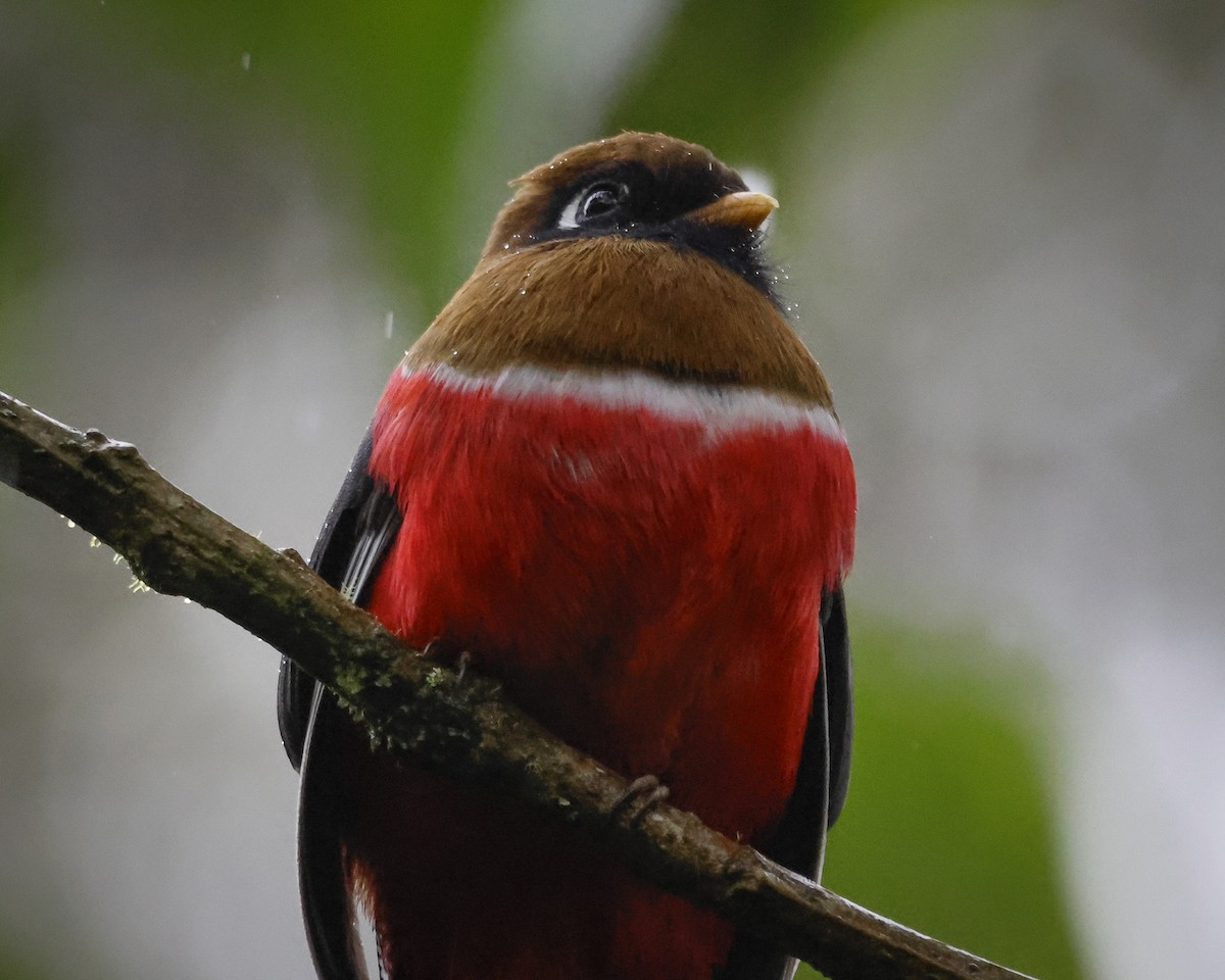 Masked Trogon - ML643876786
