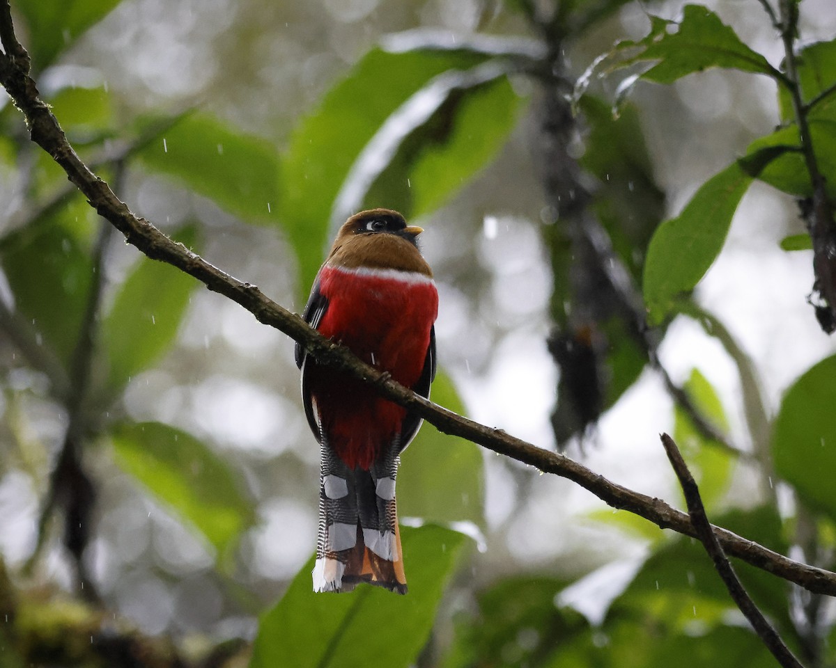 Masked Trogon - ML643876787