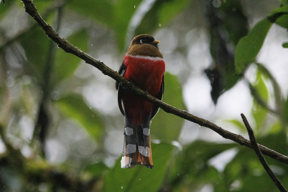 Masked Trogon - ML643876788