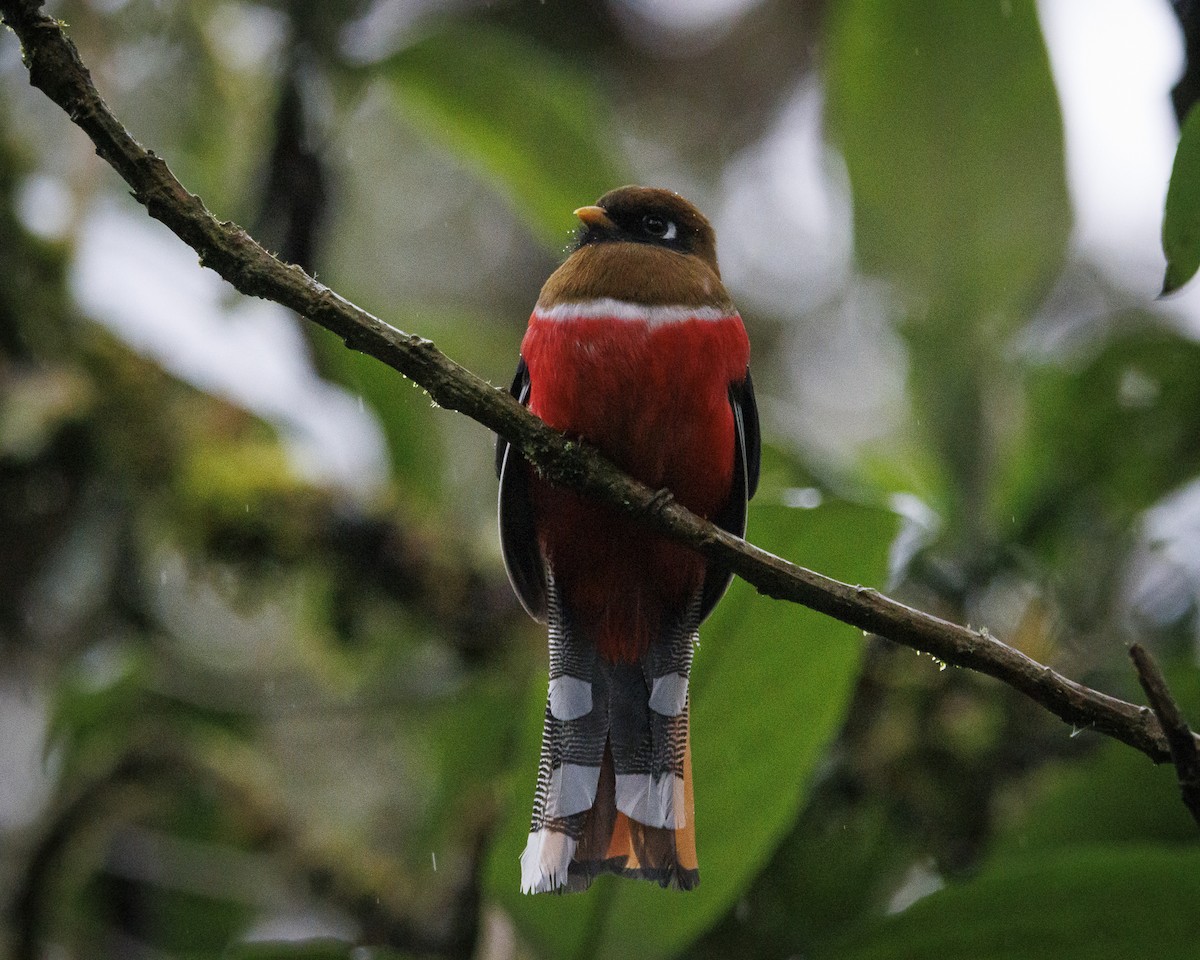 Masked Trogon - ML643876789