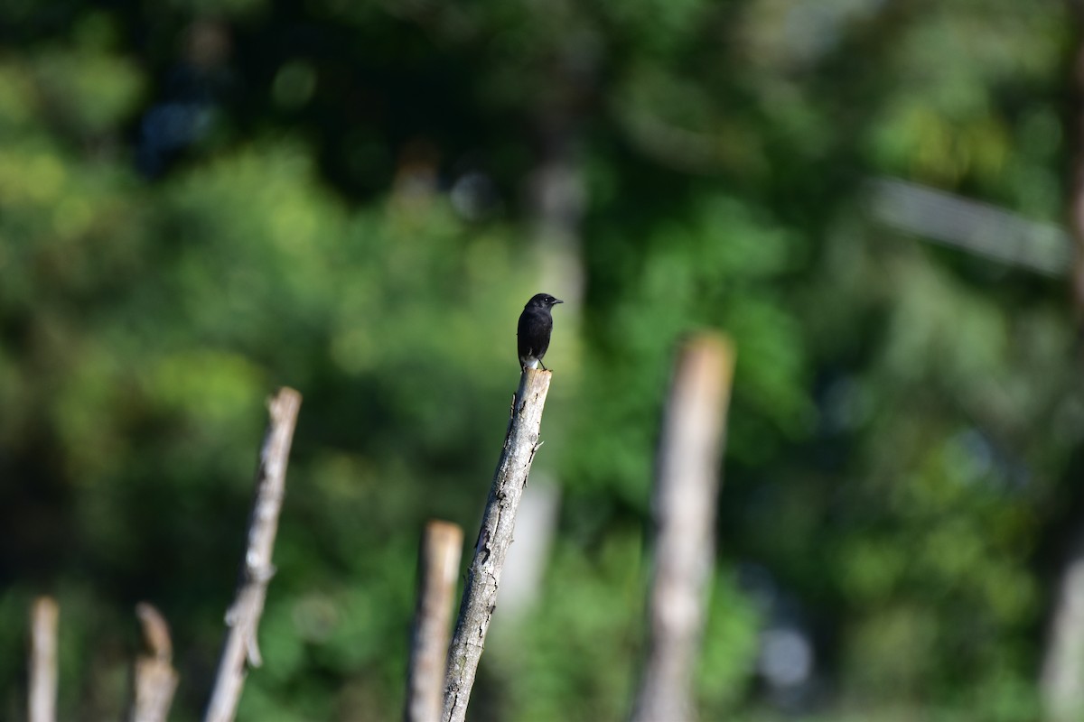 Pied Bushchat - ML643876790