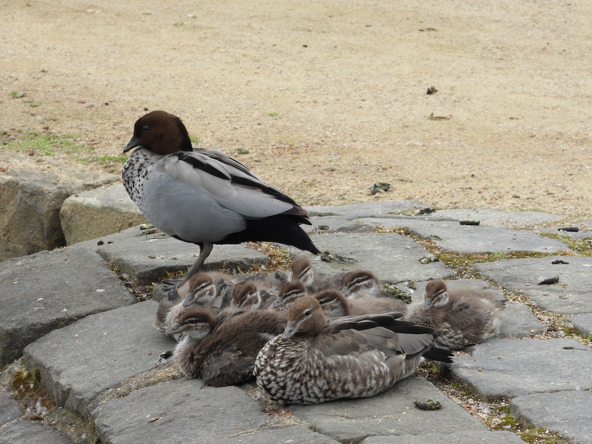 Maned Duck - ML643876799