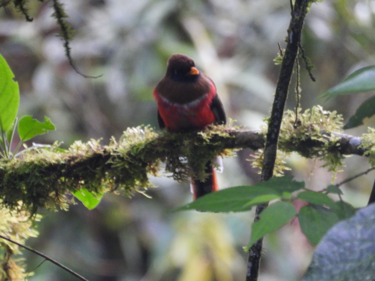 Masked Trogon - ML643876800