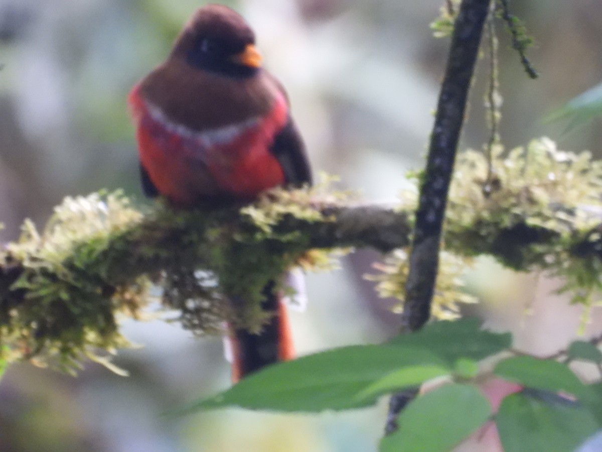 Masked Trogon - ML643876801