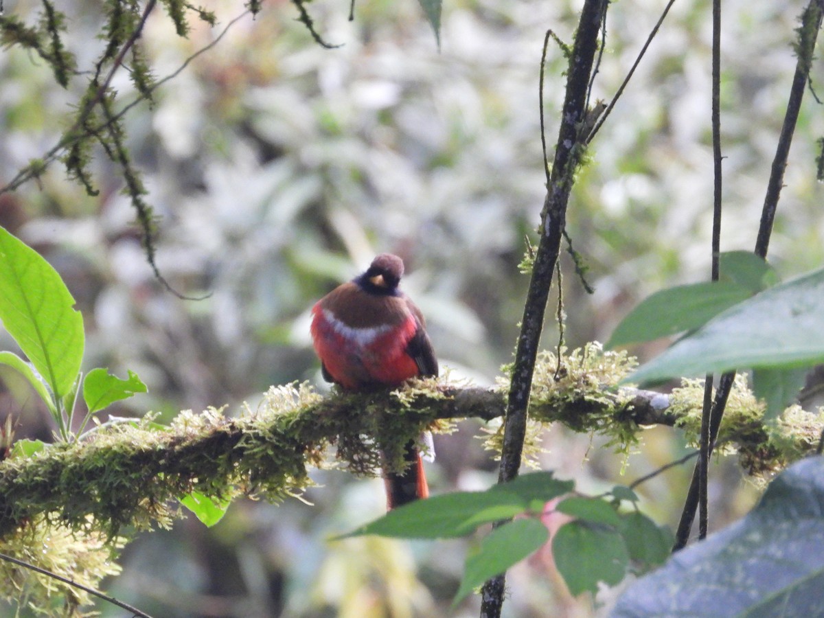 Masked Trogon - ML643876802
