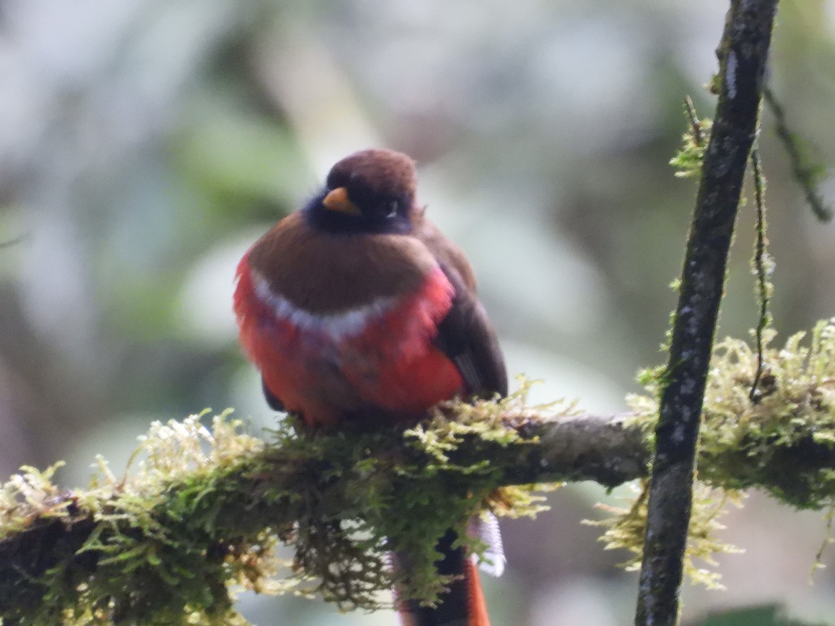 Masked Trogon - ML643876803