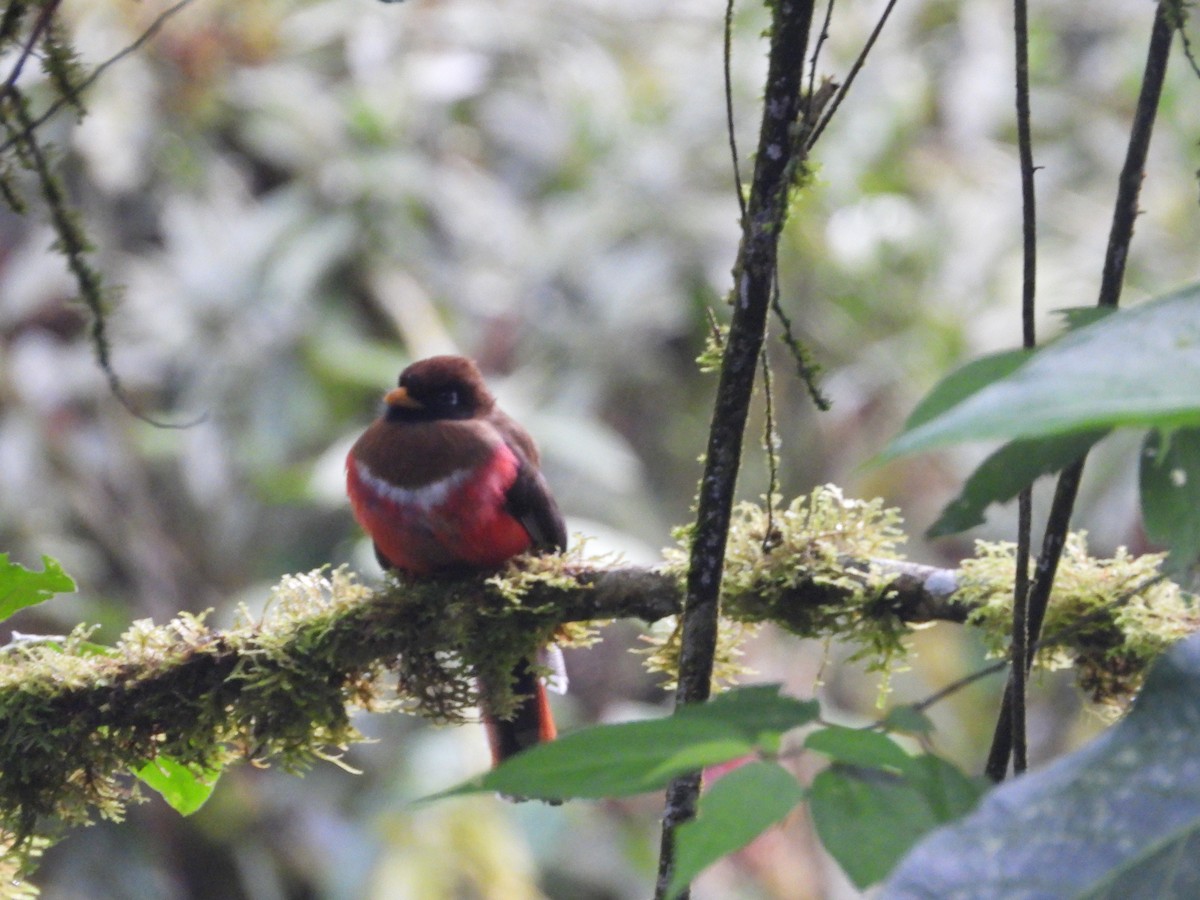 Masked Trogon - ML643876804