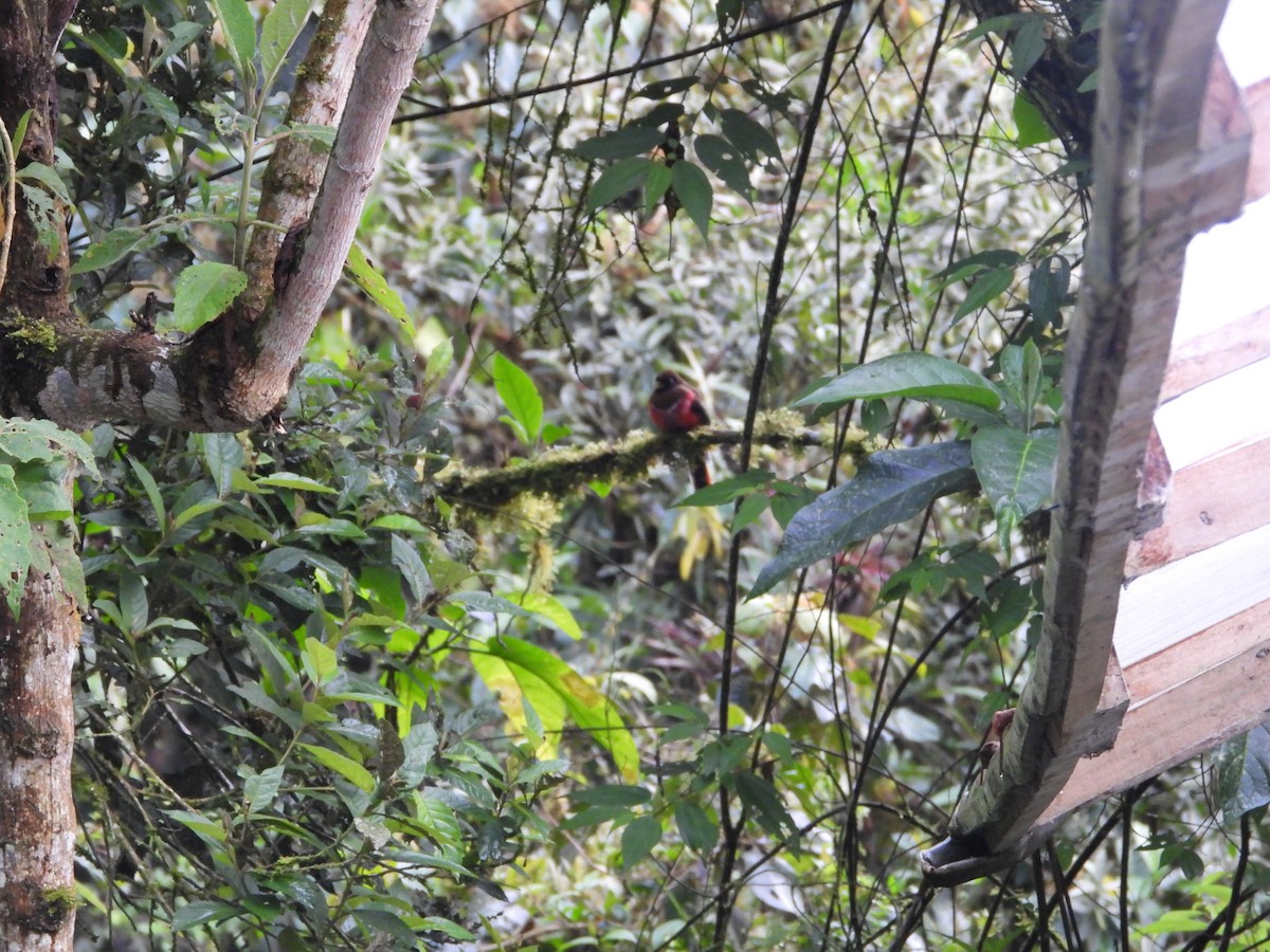 Masked Trogon - ML643876805