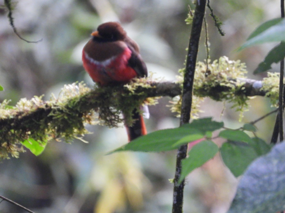 Masked Trogon - ML643876806