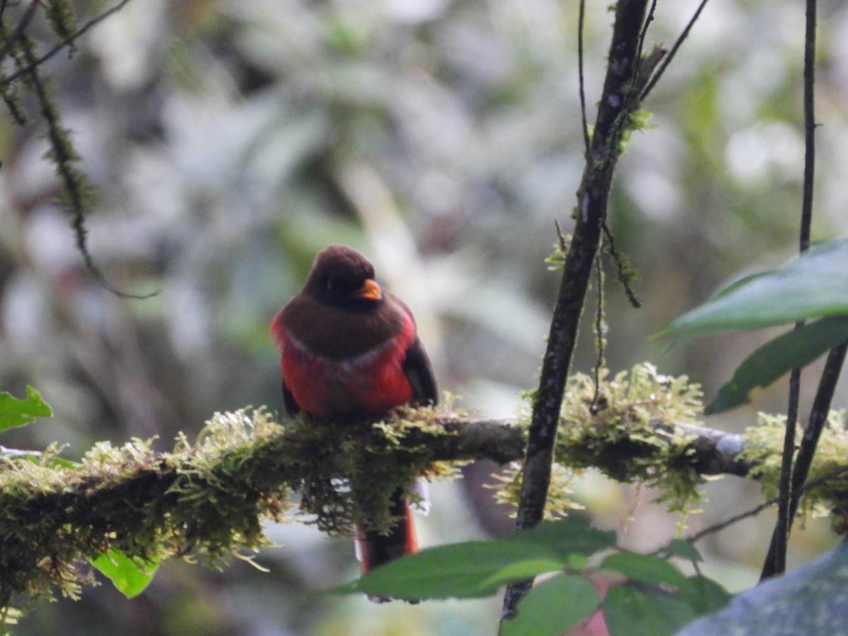 Masked Trogon - ML643876807