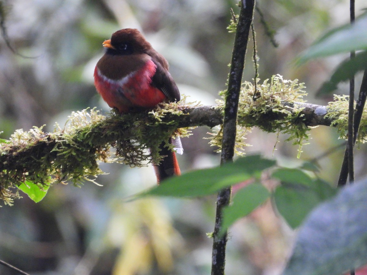 Masked Trogon - ML643876808