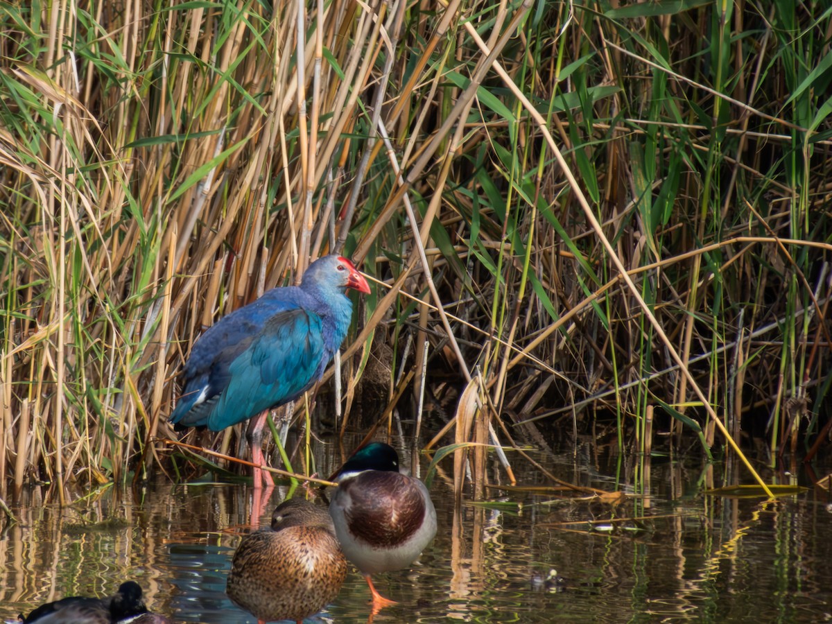 Gray-headed Swamphen - ML643876811