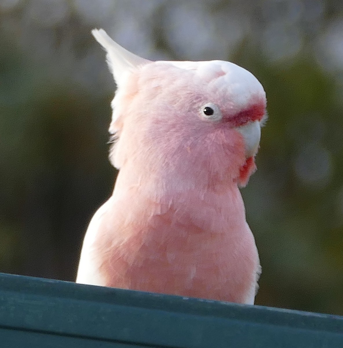 Pink Cockatoo - ML643876812