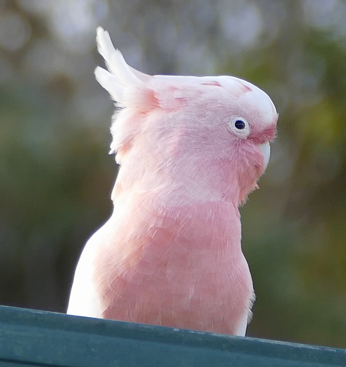 Pink Cockatoo - ML643876813