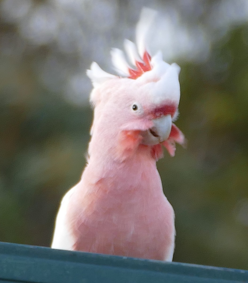 Pink Cockatoo - ML643876815