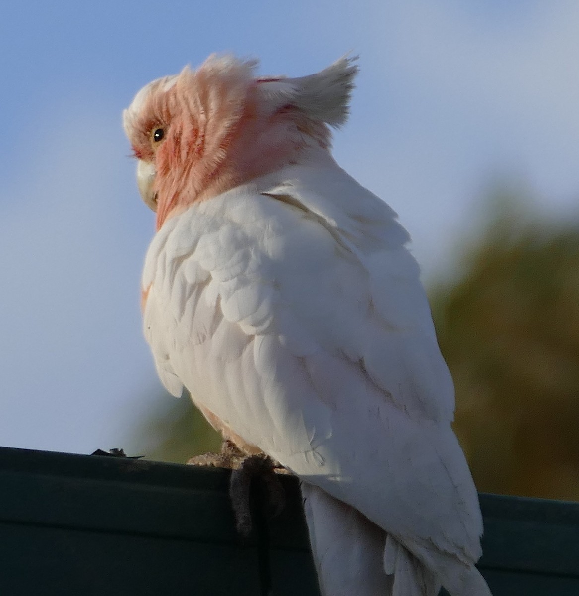 Pink Cockatoo - ML643876816
